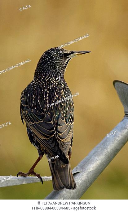 Common Starling Sturnus vulgaris adult, winter plumage, perched on watering can in garden, Derbyshire, England