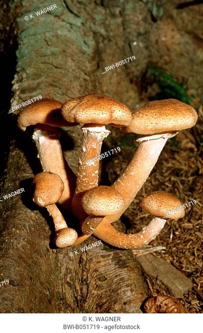 honey fungus (Armillaria mellea), seven fruiting bodies at the base of a tree, Germany