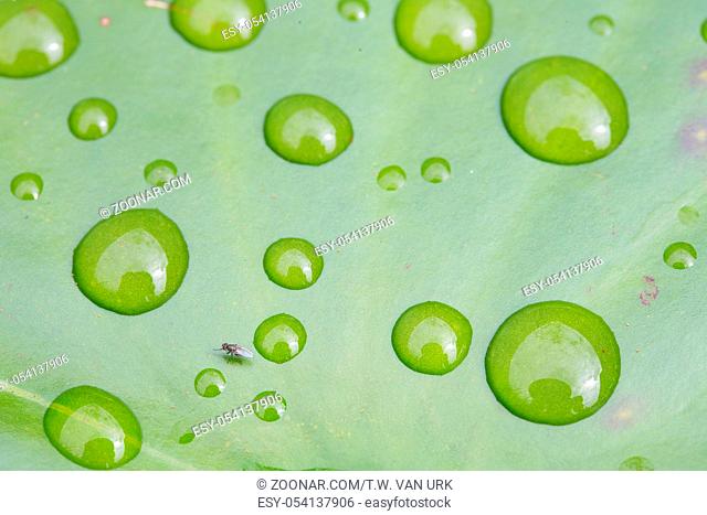 Raindrops and little fly on green lotus leaf