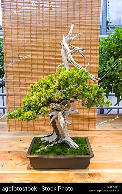 Bonsai - Chinese juniper (Juniperus chinensis). Age - about 100 years. Exhibition of Bonsai in Aptekarsky Ogorod (a branch of the Botanical Garden of Moscow...