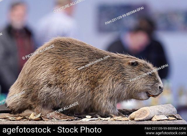 09 November 2023, Rhineland-Palatinate, Lambsheim: Participants stand behind the stuffed specimen of a European beaver in the Beaver Center of the Society for...