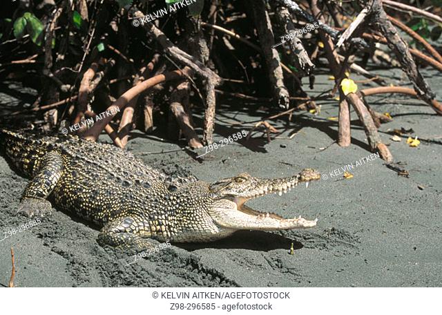 Indopacific or estuarine crocodile (Crocodylus porosus) sunbathing on beach (thermoregulation). Tropical India to Vanuatu