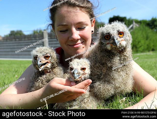 10 June 2021, Mecklenburg-Western Pomerania, Marlow: Three eagle owls - four and two weeks old - are held in the arms of employee Emma Trhal at the bird park