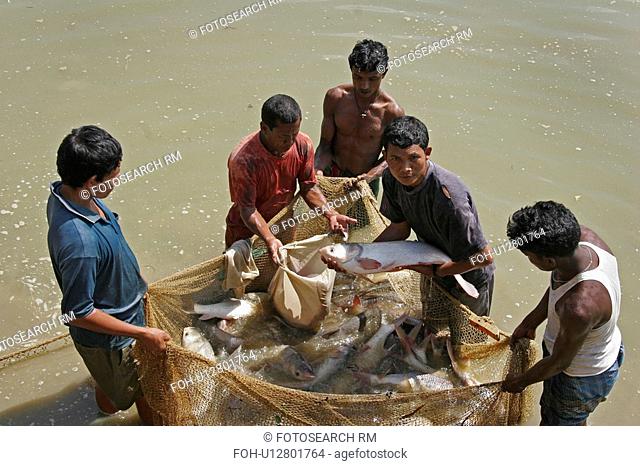 bangladesh, water, fish, person, people, business