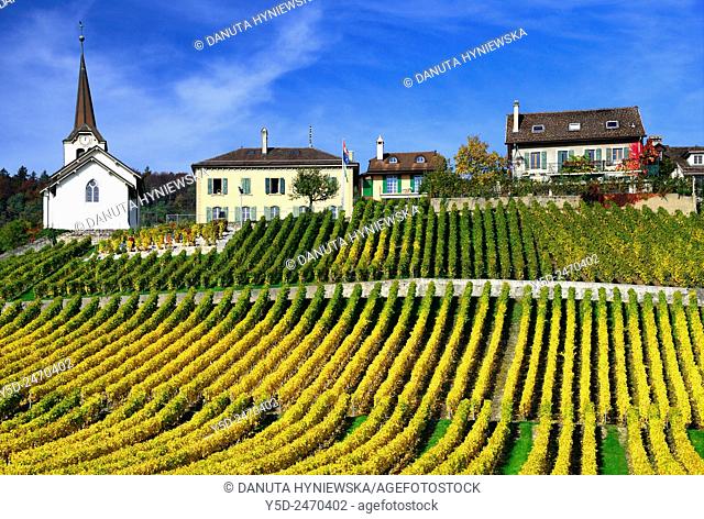 Europe, Switzerland, Canton Vaud, La Côte, Morges district, Féchy, vineyards in early autumn