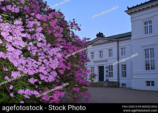 13 May 2023, Brandenburg, Neuhardenberg: Lilacs bloom in the evening in front of Neuhardenberg Castle in the district of Märkisch-Oderland in eastern...