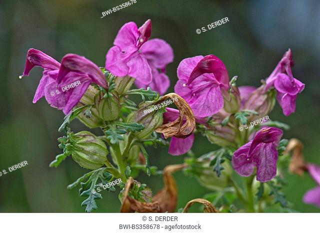 Pedicularis rostratocapitata (Pedicularis rostratocapitata), blooming, Germany, Bavaria, Oberbayern, Upper Bavaria, Ammergauer Alpen