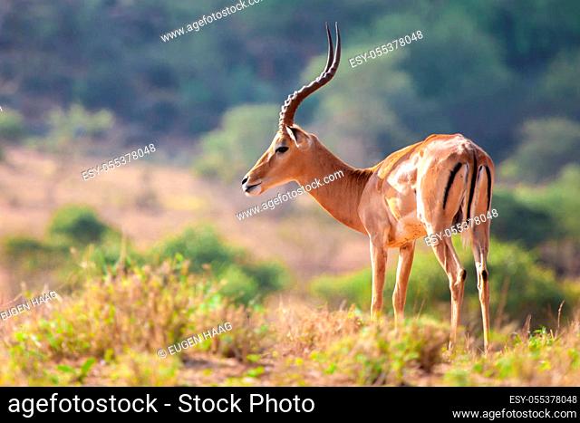 An antelope is standing, safari in Kenya