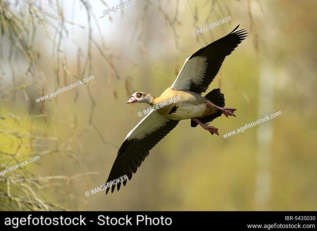 Egyptian goose (Alopochen aegyptiacus), Germany, Europe