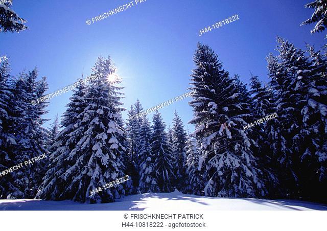 scenery, landscape, winter, fir, firs, Abies alba, wood, snow-covered, sun, star shape, back light, winter scenery, sn