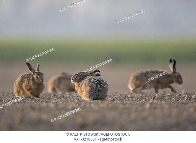 Group of Brown Hares / European Hares / Feldhasen (Lepus europaeus) sitting together in typical agricultural surrounding, low point of view