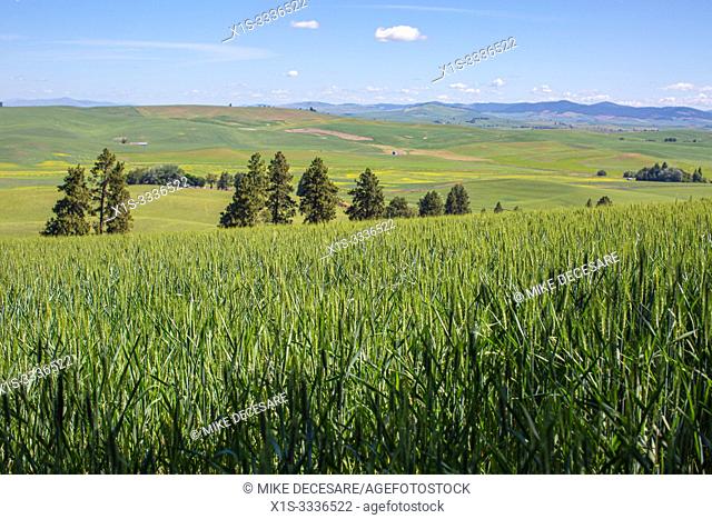 Kamiak Butte in Eastern Washington provides elevated views of the fertile and rich, producive farmland known as the Palouse