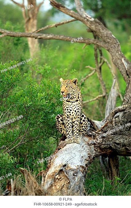 Leopard Panthera pardus adult, sitting on fallen tree, Sabi Sabi Game Reserve, Kruger N P , South Africa