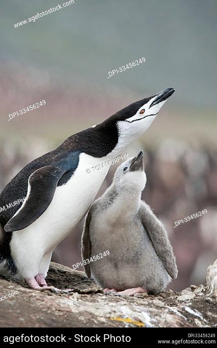 Chinstrap penguin (Pygoscelis antarcticus) adult and chick at nest calling together; Antarctica