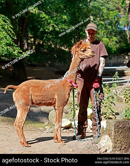 14 June 2023, Saxony-Anhalt, Halberstadt: Alpaca Max stands with an animal keeper in his enclosure after his shearing. The alpacas were sheared today in the...