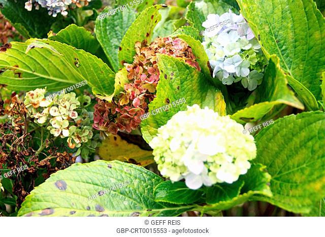 Minas Gerais; MG; Monte Verde; Brazil; flower; hydrangea