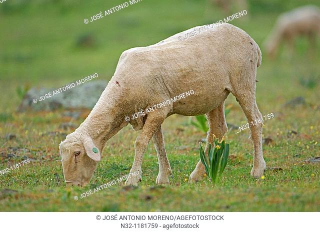 Merino sheep, ovis aries, La Serena, Badajoz province, Extremadura, Spain