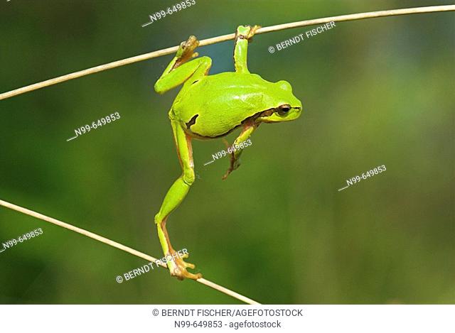 Common tree frog (Hyla arborea), climbing in dry reed, spring,  National Park Kiskunsag, Hungary