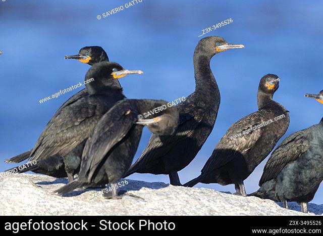 Cape Cormorant (Phalacrocorax capensis), a small flock standing on a rock, Western Cape, South Africa