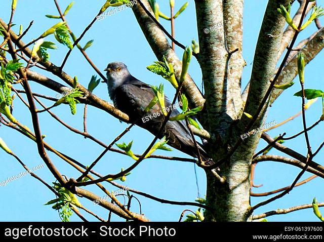 Cuculus canorus cuckoo in a tree in May
