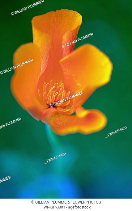 Californian poppy, Eschscholzia californica, Looking inside a partially open flower showing the orange petals and stamen