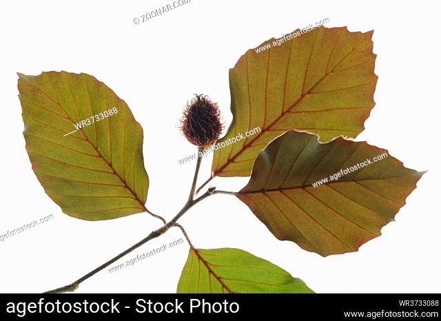 single twig with leaves of beech tree with fruits isolated over white background