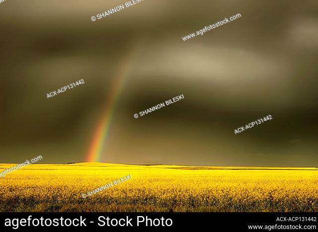 Rainbow over gorgeous yellow canola field in southern Manitoba, Canada
