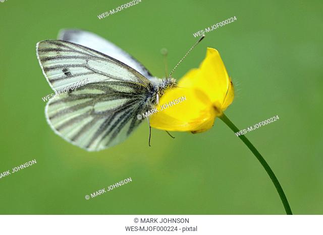 Germany, Green-veined white butterfly, Pieris napi, sitting on floer