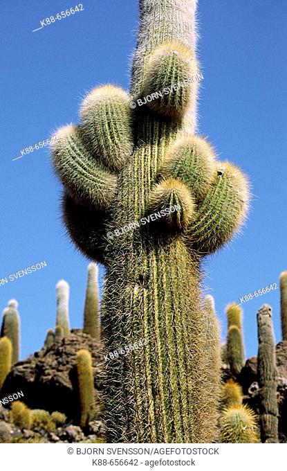 Cactus. Isla de Los Pescadores, Salar de Uyuni, Bolivia