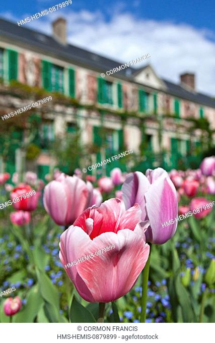 France, Eure, Giverny, Claude Monet Foundation, gardens of Monet's house, tulips in the foreground