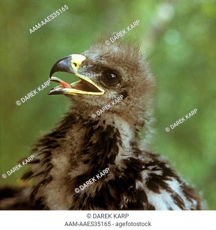 Spotted Eagle (Aquila clanga) Poland
