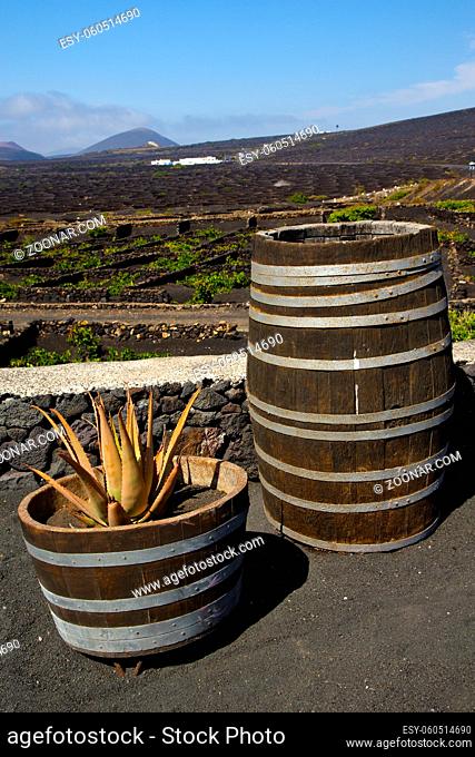 cactus home viticulture winery lanzarote spain la geria vine screw grapes wall crops cultivation barrel