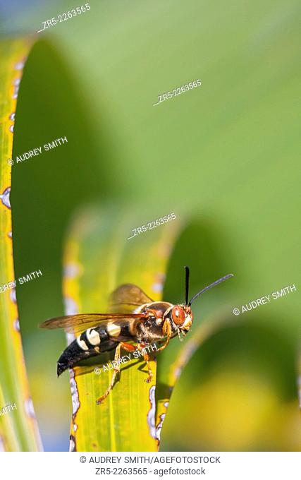 A cicada killer wasp (Sphecius speciosus) checks out its surroundings from the slope of a palm leaf; Florida, USA