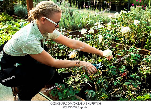 Female hands cutting seedlings in a pot using secateurs at greenhouse