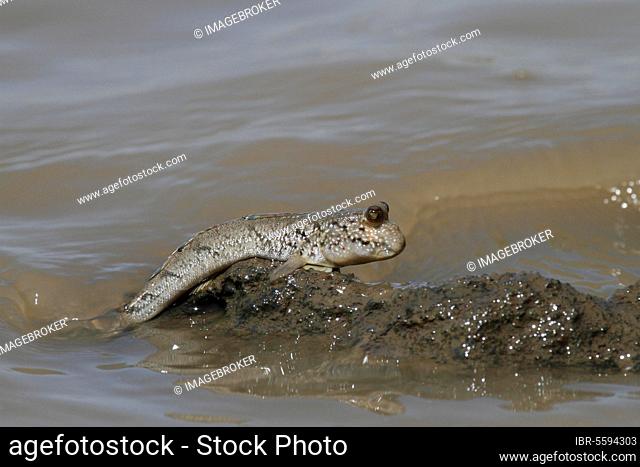 Mudskipper, Other animals, Fish, Animals, Gobies, Mudskipper (Periophthalmus sp.) adult, climbing out of water, Gambia, Africa