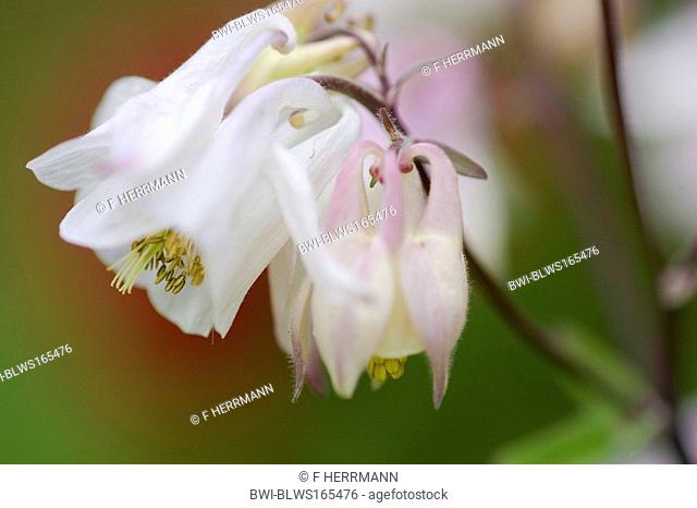columbine Aquilegia spec., blossoms