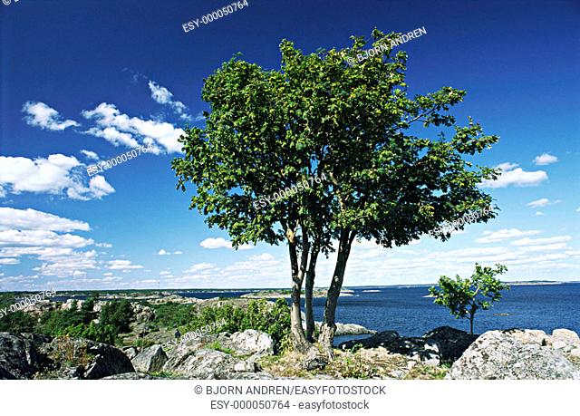 Tree in front of Baltic Sea. Scandinavia, Sweden
