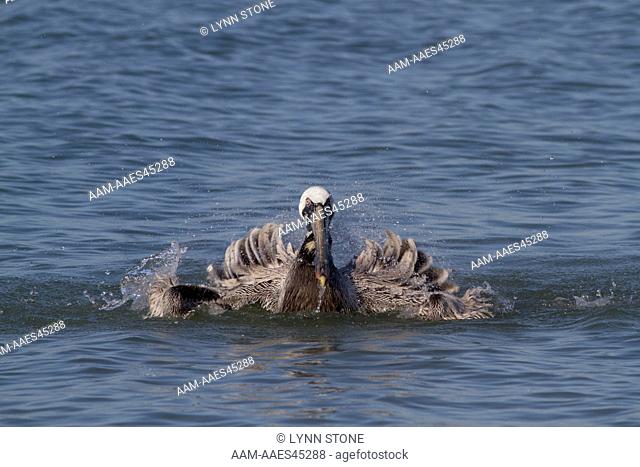 Eastern Brown Pelican (Pelecanus occidentalis carolinensis) 'bathing' in Gulf of Mexico; Indian Rocks Beach, Florida, USA (AA)