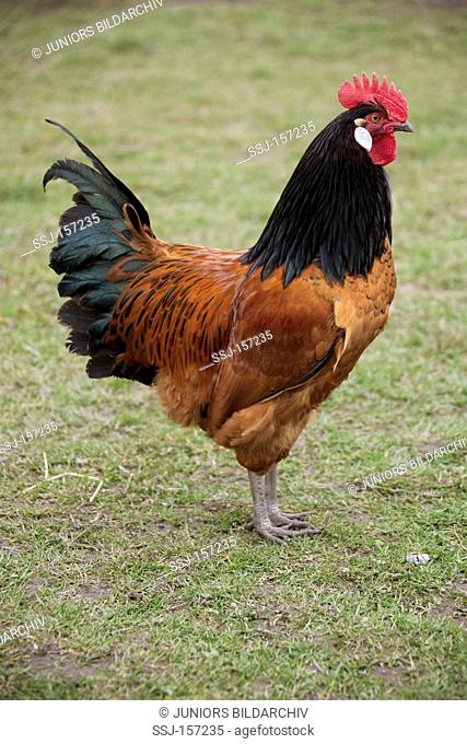 cock - standing / Gallus domesticus