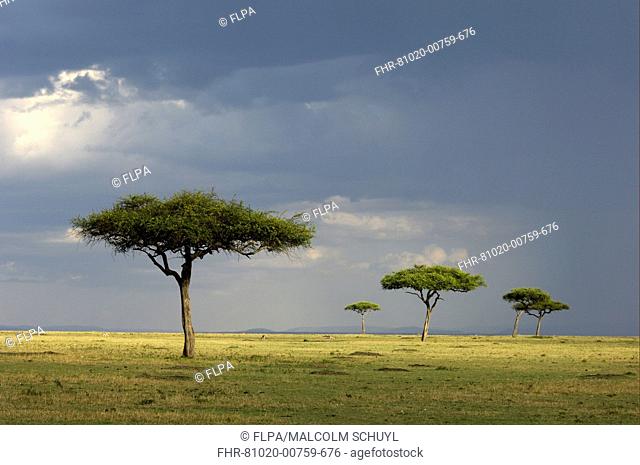 View of savannah habitat with rainclouds, Masai Mara, Kenya