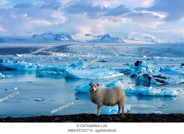 Jökulsarlon - glacier lagoon, morning light, sheep