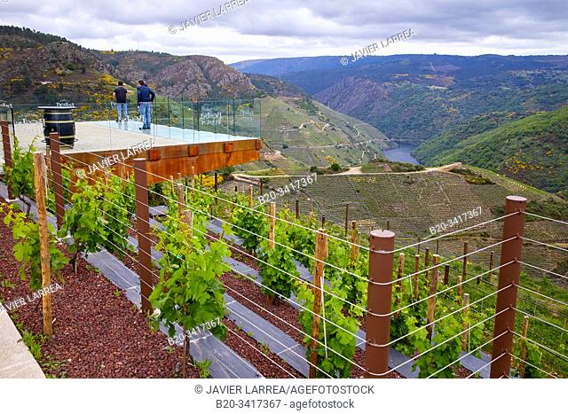 Viewpoint, Regina Viarum Winery, Ribeira Sacra, Heroic Viticulture, Sil river canyon, Sober, Lugo, Galicia, Spain