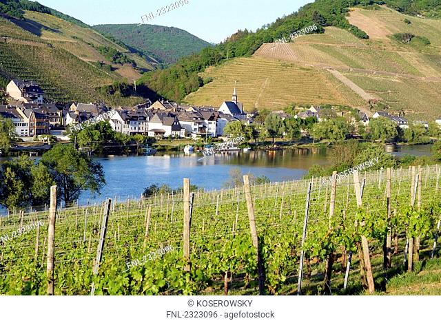 Vineyard at waterfront, Moselle River, Rhineland-Palatinate, Germany