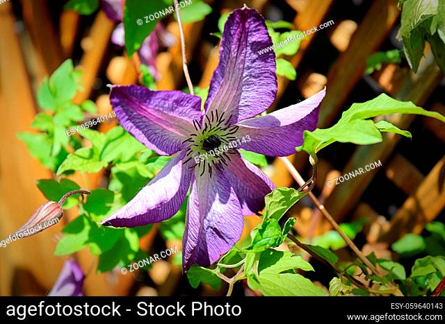 Closeup of a purple clematis flower with a lattice background