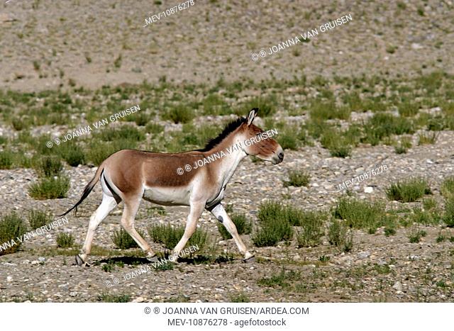 Kiang / Tibetan Wild Ass - male in the rutting season (Equus kiang). Tso Kar - Changthang - Ladakh - India