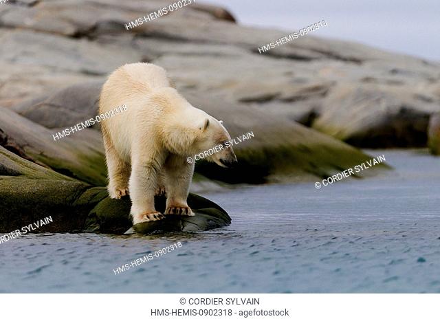 Norway, Svalbard, Spitsbergern, Polar Bear (Ursus maritimus) on the ground