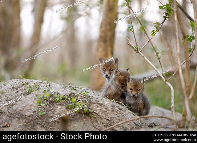 28 April 2021, Brandenburg, Potsdam: The red fox is one of the most widespread dog-like predators. The population in the cities has been increasing for years