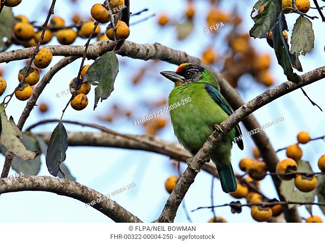 Golden-throated Barbet (Megalaima franklinii ramsayi) adult, perched in fruiting tree, Doi Ang Khang, Chiang Mai Province, Thailand, November