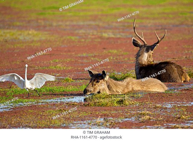 Indian Sambar, Rusa unicolor, male and female deer in Rajbagh Lake in Ranthambhore National Park, Rajasthan, India