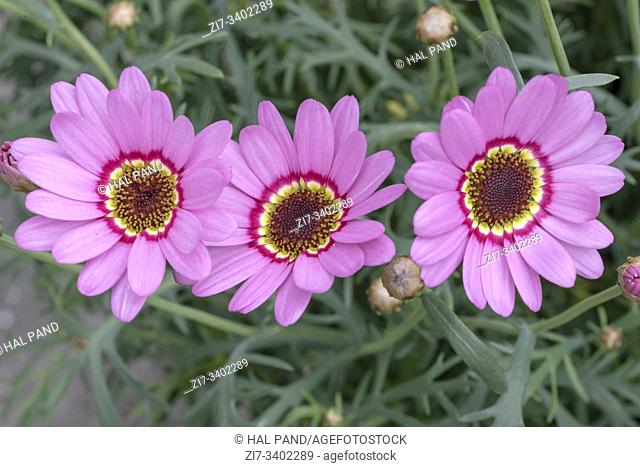 detail of three daisy violet flowers, shot at Andenes, Norway